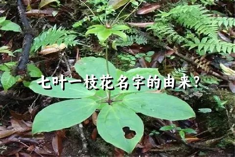 七叶一枝花名字的由来？