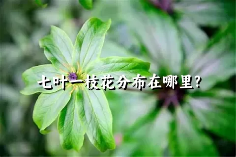 七叶一枝花分布在哪里?