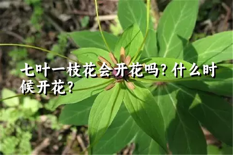 七叶一枝花会开花吗？什么时候开花？