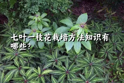 七叶一枝花栽培方法知识有哪些？