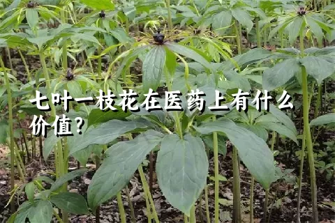 七叶一枝花在医药上有什么价值？