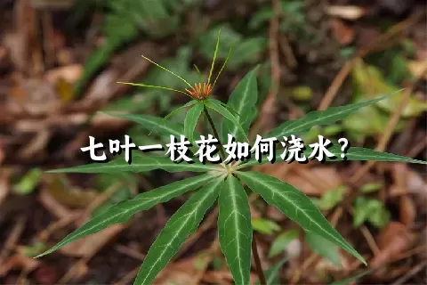 七叶一枝花如何浇水？