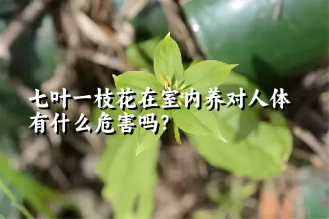 七叶一枝花在室内养对人体有什么危害吗？