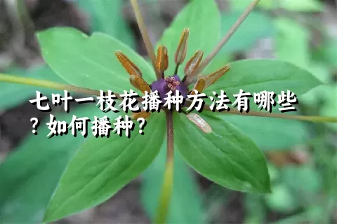 七叶一枝花播种方法有哪些？如何播种？