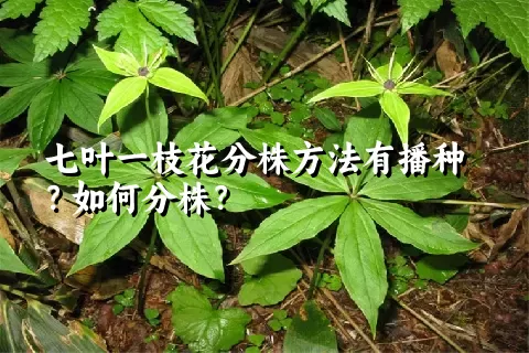 七叶一枝花分株方法有播种？如何分株？