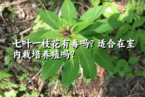 七叶一枝花有毒吗？适合在室内栽培养殖吗？