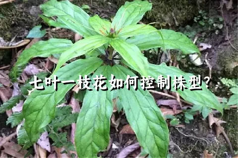 七叶一枝花如何控制株型？