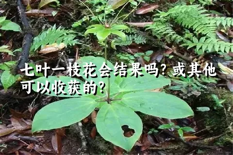 七叶一枝花会结果吗？或其他可以收获的？