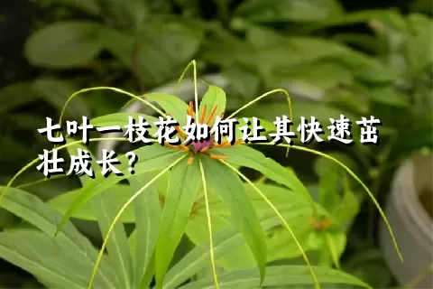 七叶一枝花如何让其快速茁壮成长？