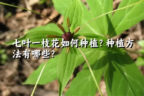 七叶一枝花如何种植？种植方法有哪些？