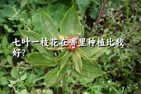 七叶一枝花在哪里种植比较好？