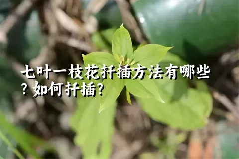 七叶一枝花扦插方法有哪些？如何扦插？