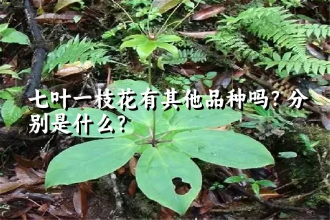 七叶一枝花有其他品种吗？分别是什么？