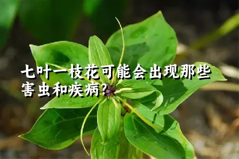 七叶一枝花可能会出现那些害虫和疾病？