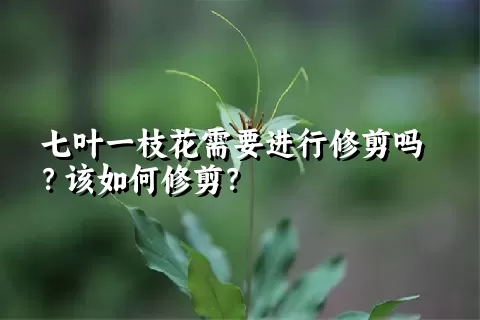 七叶一枝花需要进行修剪吗？该如何修剪？