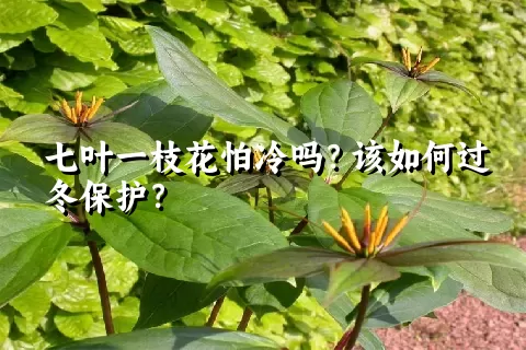 七叶一枝花怕冷吗？该如何过冬保护？