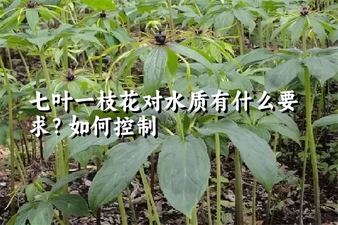 七叶一枝花对水质有什么要求？如何控制