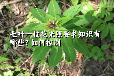 七叶一枝花光照要求知识有哪些？如何控制