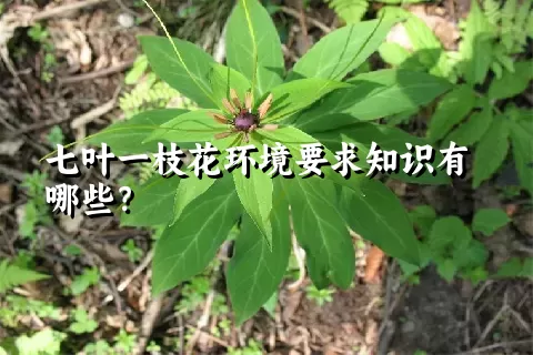 七叶一枝花环境要求知识有哪些？