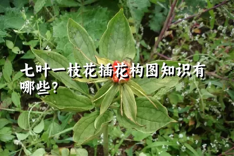 七叶一枝花插花构图知识有哪些？