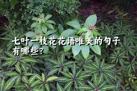 七叶一枝花花语唯美的句子有哪些？