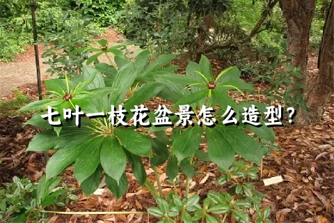 七叶一枝花盆景怎么造型？