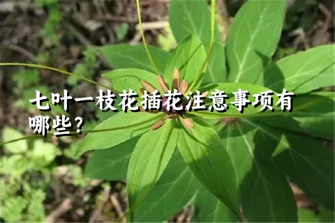 七叶一枝花插花注意事项有哪些？