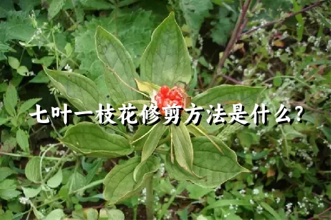 七叶一枝花修剪方法是什么？