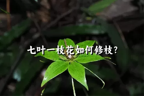 七叶一枝花如何修枝？