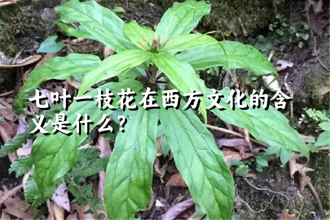 七叶一枝花在西方文化的含义是什么？