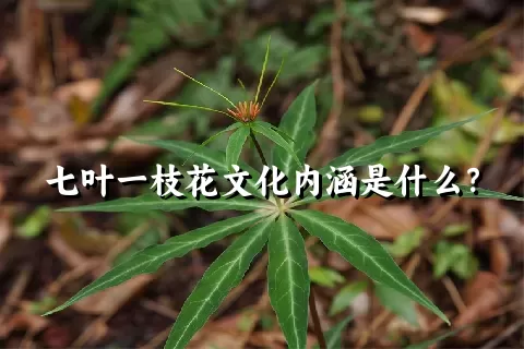 七叶一枝花文化内涵是什么？