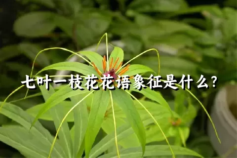 七叶一枝花花语象征是什么？