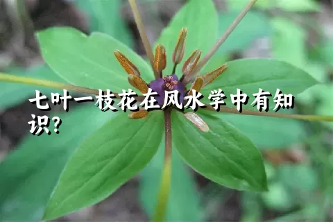 七叶一枝花在风水学中有知识？