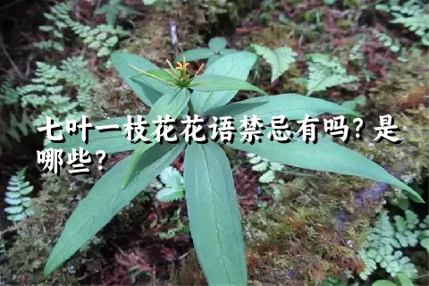 七叶一枝花花语禁忌有吗？是哪些？