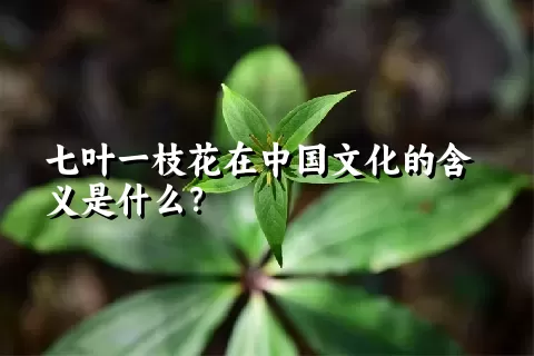 七叶一枝花在中国文化的含义是什么？