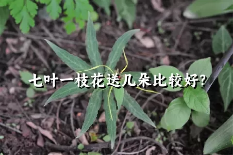 七叶一枝花送几朵比较好？