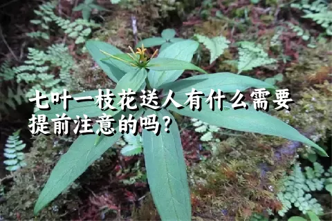 七叶一枝花送人有什么需要提前注意的吗？