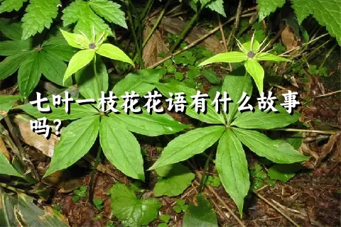 七叶一枝花花语有什么故事吗？