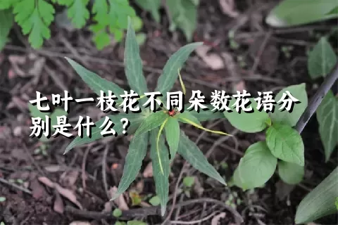 七叶一枝花不同朵数花语分别是什么？