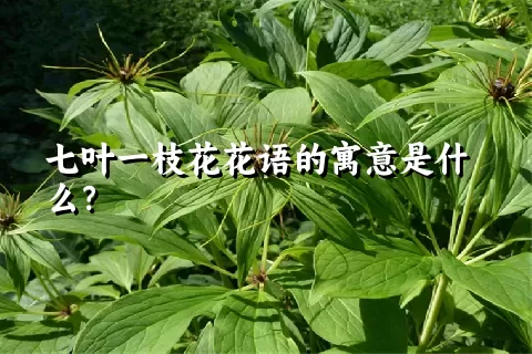 七叶一枝花花语的寓意是什么？