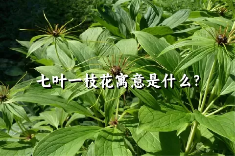 七叶一枝花寓意是什么？