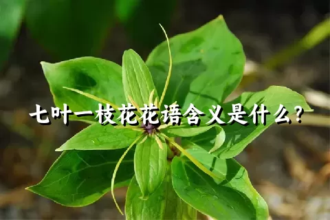 七叶一枝花花语含义是什么？