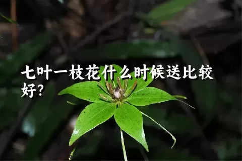 七叶一枝花什么时候送比较好？