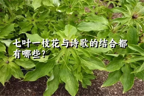 七叶一枝花与诗歌的结合都有哪些？