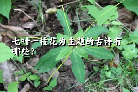 七叶一枝花为主题的古诗有哪些？