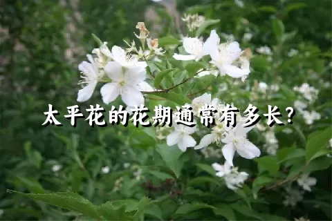 太平花的花期通常有多长？