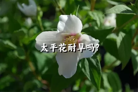 太平花耐旱吗？