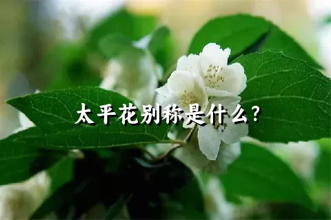 太平花别称是什么？