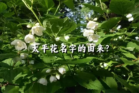 太平花名字的由来？