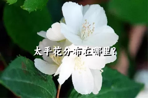 太平花分布在哪里?